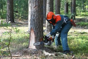 Как производится расчистка участков от деревьев?