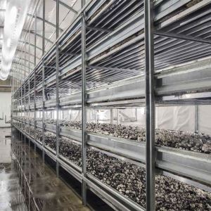 Оборудование для выращивания грибов шампиньонов: как построить шампиньонный комплекс